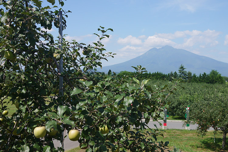 夏のりんご畑