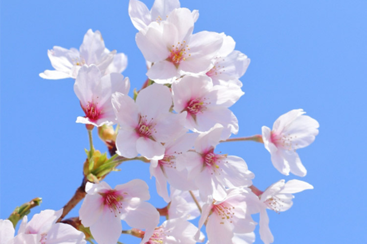 さくらの花