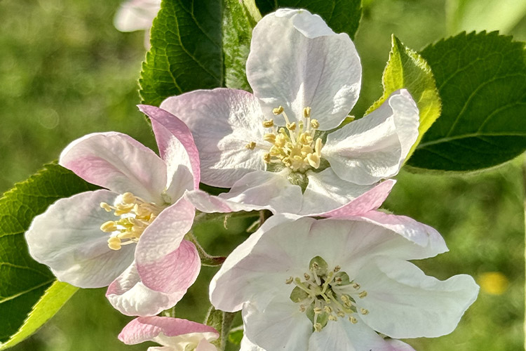 りんごの花