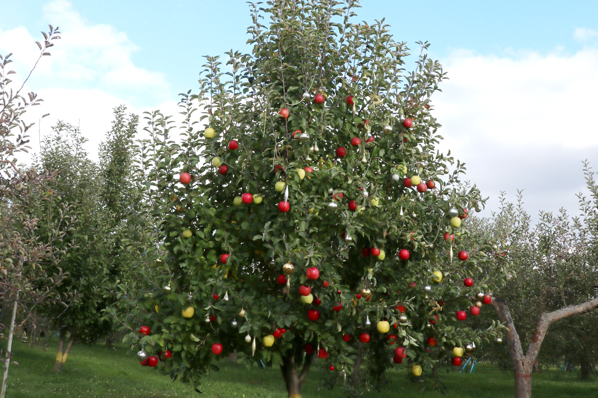 生のりんごやオーナメントを飾りつけしたりんごの木のクリスマスツリー