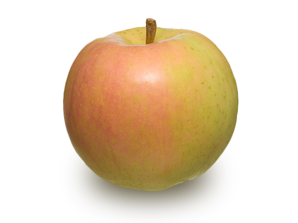 りんごの品種 トキ