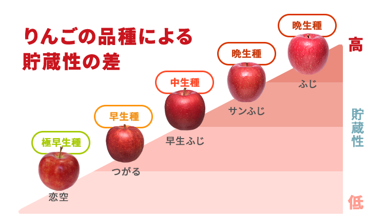 りんごは品種によって日持ちしやすいもの しないものがある 青森りんご公式サイト 一社 青森県りんご対策協議会