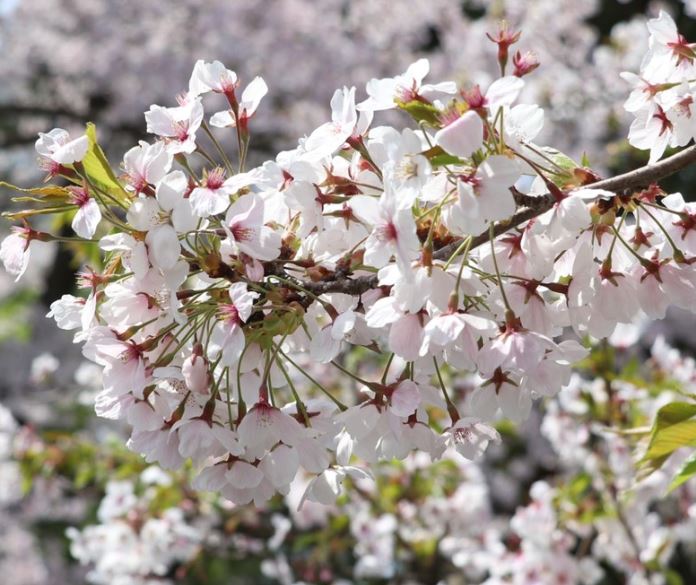 青森県の制定している「県の鳥」は白鳥、「県の木」はヒバです。では「県の花」は？