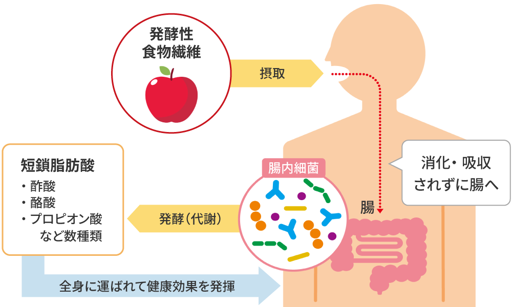 短鎖脂肪酸の産生